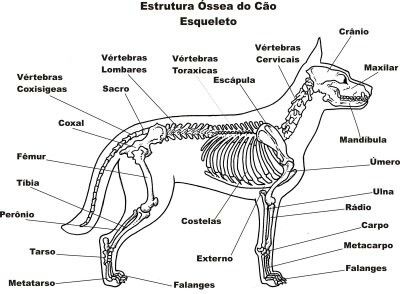 Dog Chart, Med Vet, Veterinary Medicine, Dogs, Animals