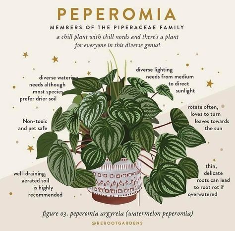 Plants Care, Peperomia Plant, Plant Care Houseplant, Plant Box, Inside Plants, Plant Guide, Plant Aesthetic, House Plants Decor, House Plant Care