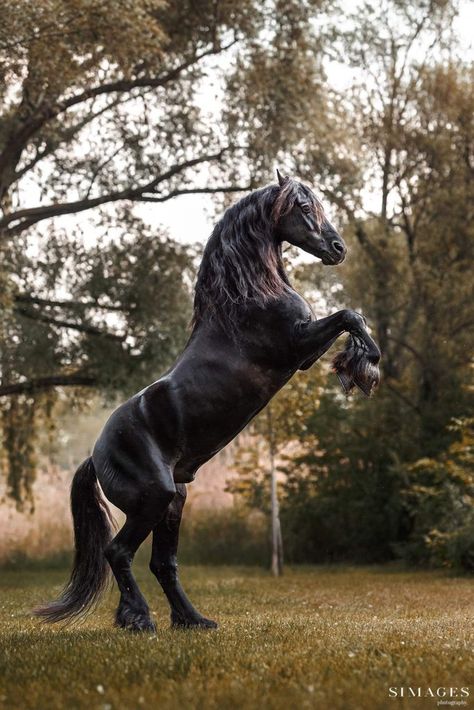 Pferde Bilder | Simages Tierfotografin Black Friesian Horse, Big Cats Photography, Friesian Stallion, Horse Rearing, Beautiful Horses Photography, Cute Horse Pictures, Lions Photos, Beautiful Horse Pictures, Horse Posters