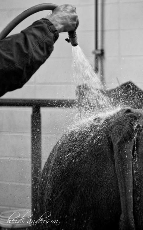 Livestock Wash Rack, Club Calf, Cattle Showing, Livestock Photography, Showing Cattle, Fair Week, Livestock Showing, Show Steers, Show Cows