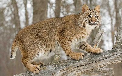 gato montes mexicano y su mombre en nahuatl es., xixilmitztli  gato rojo.       xixilmitztli Pet Bobcat, Regnul Animal, Mountain Lion, Rare Animals, Wildlife Photos, Leopards, Lynx, Dog House, Beautiful Cats