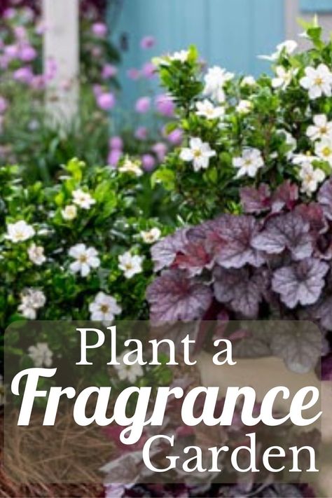 We plant memories in the garden all the time; why not add the pleasures of fragrance to our garden of memories? #gardenias #hydrangeas #southernliving Gardenia Shrub, Hydrangeas Garden, Southern Living Plant Collection, Modern Homestead, Southern Living Plants, Fragrant Garden, Hydrangea Garden, Fragrant Plant, Aromatic Plant