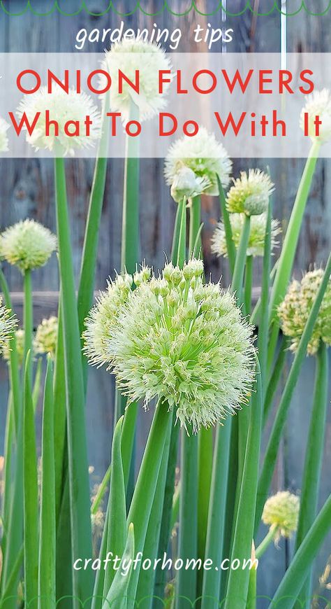 Onion Flowers: What To Do With It | Crafty For Home Garlic Blooms, Garden Ideas Cottage, Leek Plant, Onion Plant, Onion Flowers, Diy Fairy Garden Ideas, Green Onions Growing, Garlic Flower, Chive Flower