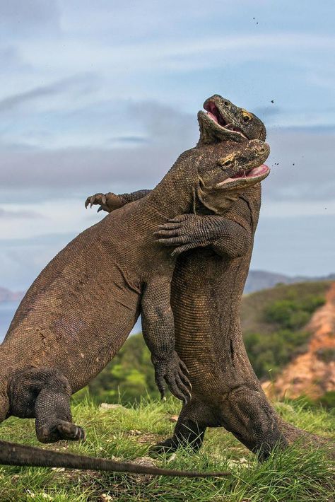 Komodo Dragons, Komodo National Park, Monitor Lizard, Animal Attack, Scary Animals, Animal Guides, Komodo Dragon, Wild Creatures, Extinct Animals