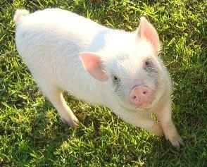 Full grown teacup pig, about the size of a jack russell. Just as cute as it was when it was tiny, more to love. Teacup Piggies, Teacup Piglets, Mini Piglets, Teacup Pig, 3 Pigs, Pet Pig, Micro Pigs, Teacup Pigs, Small Pigs