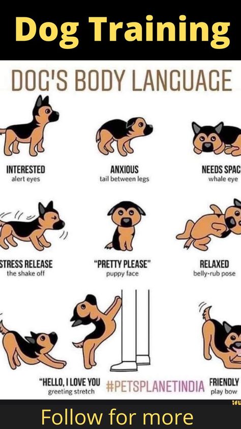 How to Understand your Dog's Body Language Dog Body Language, Dog Wellness, Puppy Training Tips, Best Dog Training, Train Your Dog, Dog Info, Puppy Face, Dog Care Tips, Pet Care Tips