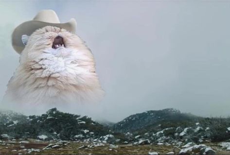 Country cat Blank Meme Template Cat Cowboy, Cute Cat Memes, Neko Cat, Memes Br, Red Dead, Cute Memes, Meme Faces, 귀여운 동물, Animal Memes