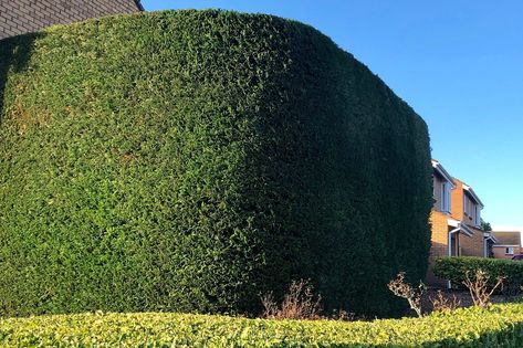 How to grow and care for Leyland cypress Leyland Cypress Hedge, Leland Cypress, Leyland Cypress Trees, Cypress Plant, Privet Hedge, Flower Hedge, Hedge Plants, Monterey Cypress, Taxus Baccata