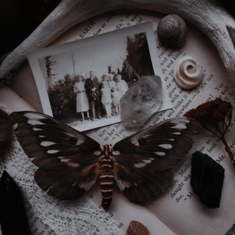 The Crimson Moth Aesthetic, Deaths Head Moth Aesthetic, Moth Pfp Aesthetic, Mothcore Aesthetic, The Crimson Moth, Moth Aesthetic Dark, Insect Aesthetic, Moths Aesthetic, Gothic Moodboard