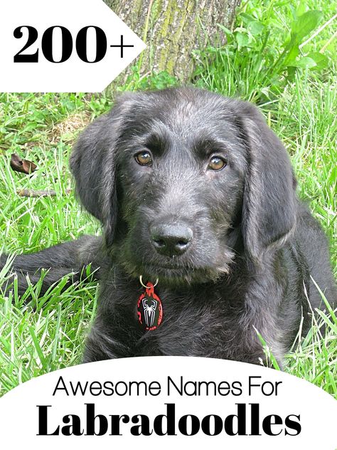 200+ Awesome Names for Labradoodles Male Dog Names Unique, Boy Puppy Names, Great Dog Names, Dog Names Unique, Boy Dog Names, Boy Puppy, Girl Dog Names, Female Dog Names, Best Dog Names