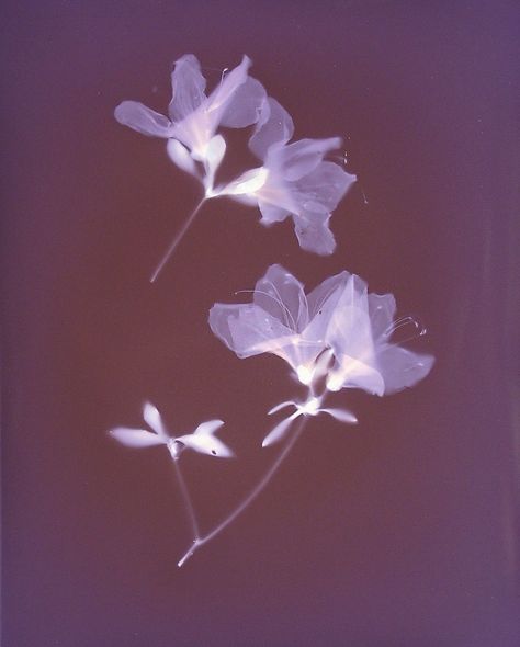 Xray Flower, Violet Aesthetic, Nothing But Flowers, Mythology Art, Violet Flower, Photo Overlays, Print Wallpaper, Photography Projects, Natural Forms