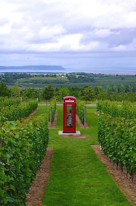 Luckett Vineyards - Gaspereau Valley, NS. Had an amazing lunch on the patio. Beautiful view, delicious lunch, fabulous wine! Nova Scotia Travel, Red Phone Booth, Annapolis Valley, Halifax Nova Scotia, Canada Road Trip, Atlantic Canada, Nova Scotia Canada, Cape Breton, Phone Booth