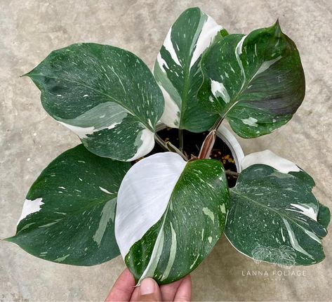 White Knight Plant, White Wizard Philodendron, Helen Core, Plant For Beginners, Philodendron White Knight, Gardening Australia, Plants For Beginners, Easy House Plants, Plant Goals