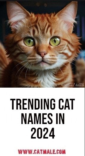 Trending Cat Names in 2024 Taylor Swift Inspired Cat Names, Pretty Cat Names, Brown Cat Names, Good Cat Names, Tortoiseshell Cat Names, Cat Names Aesthetic, Cat Names Boy, Best Cat Names, Boy Cat Names