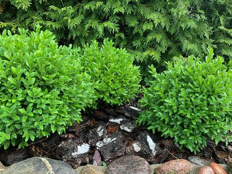 Boxwoods are supposed to be green all year, so it's no wonder that people get upset when boxwoods turn brown. Why is this awful thing happening? Boxwood Varieties Shrubs, Boxwood Shrubs Landscaping, Types Of Boxwood Shrubs, Wintergreen Boxwood Landscaping, Small Boxwood Shrubs, Green Mountain Boxwood Landscaping, Buxus Garden Ideas, Boxwood Varieties, Boxwood Border