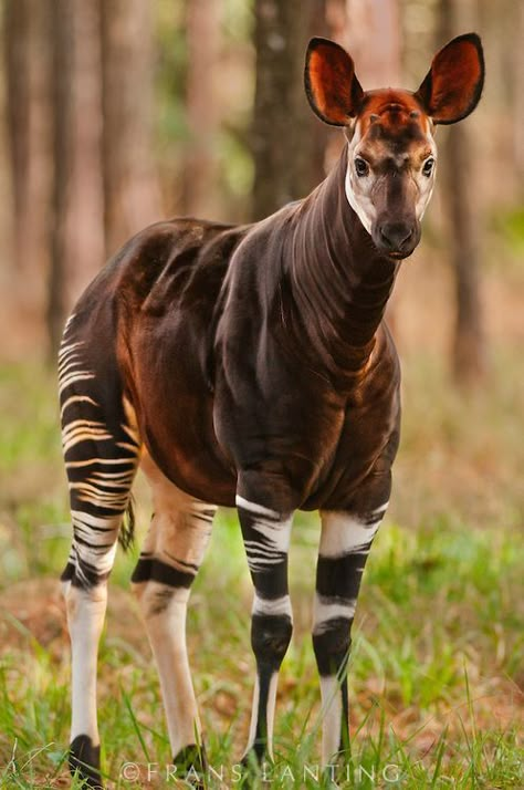 Okapi, Okapia Johnstoni, White Oak Conservation Center, Florida: Africa Animals, Same Picture, Central Africa, Interesting Animals, Cool Animals, Animal Reference, Unusual Animals, Rare Animals, Airbrush Art