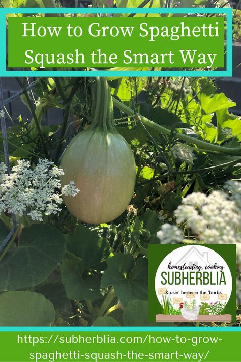 Spaghetti squash is a smart way to sneak vegetables into your family’s meals. Keep reading to learn how to GROW your spaghetti squash the smart way, too! I’ll guide you all the way from seed to harvest. Spaghetti squash has a mild flavor and can be substituted for for actual spaghetti- hence its name. Spaghetti squash is lower in calories and fat than pasta, yet contains more potassium, calcium, and vitamin B6. It can be steamed, boiled, baked, or even microwaved! When To Harvest Spaghetti Squash, How To Preserve Spaghetti Squash, Spaghetti Squash Trellis, How To Grow Spaghetti Squash, Planting Spaghetti Squash, Spaghetti Squash Plant, Squash Companion Plants, Spaghetti Squash Seeds, Squash Trellis