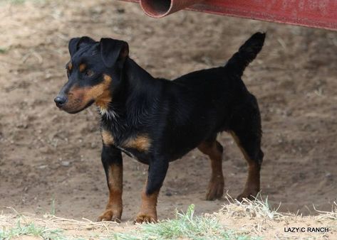 BLACK AND TAN JACK RUSSELL TERRIER HUNT TERRIER FEMALE SHE IS THE FOUNDATION OF OUR PROGRAM. NOW 10 SHE IS RETIRED AND HELPING US ON THE LAZY C RANCH Black And Tan Terrier, Vision Board Images, Bow Wow, Russell Terrier, The Foundation, Jack Black, Jack Russell Terrier, Jack Russell, Black And Tan