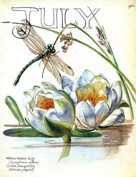 pagewoman: July by Edith Holden Country Diary Of An Edwardian Lady, Edith Holden, Nature Sketch, Fear Of Flying, Illustration Botanique, Journal Vintage, Nature Journal, Vintage Botanical, Vintage Ephemera