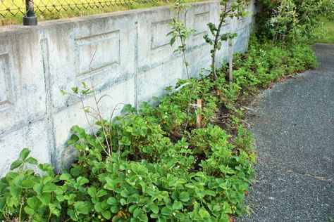 Thinning and Replanting Strawberry Plants - Managing a Healthy Garden Types Of Strawberries, Chicken Manure, Low Water Gardening, Berry Plants, Healthy Strawberry, Strawberry Patch, Strawberry Plants, Healthy Garden, Replant