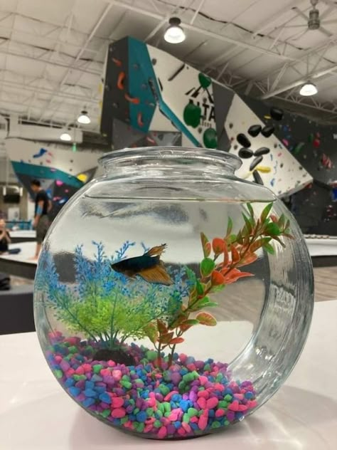 Fish Bowl Decorations, Betta Fish Bowl, Cool Fish Tank Decorations, Fish Bowl Vases, Plants In Jars, Cool Fish Tanks, Small Fish Tanks, Aquascape Design, Mini Aquarium