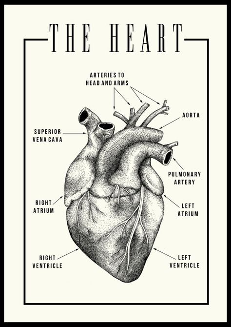 Anatomical Heart Poster, Anatomy Drawing Medical Art Heart, Medical Heart Drawing, Healthy Heart Aesthetic, Medical Anatomy Drawing, Human Heart Photography, Med Drawing, Heart Anatomy Wallpaper, Anatomical Heart Wallpaper