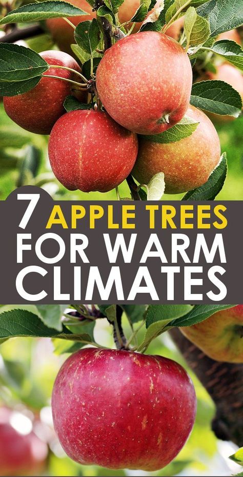 These apple tree varieties are perfect for zones 8-10 and require very low chill hours! Learn all the details about these warm climate apple trees and pick the best ones for your area! Best pollinator and chill hour requirements includes. Choose the best apple trees for southern climates! #Homesteading #Gardening #Orchard #FruitTrees #AppleTrees #Zone8 #Zone9 #Zone10 Planting Apple Trees, Garden Techniques, Growing Apple Trees, Apple Tree Care, Fruit Trees Backyard, Zone 8b, Fruit Tree Garden, Nut Trees, Growing Fruit Trees