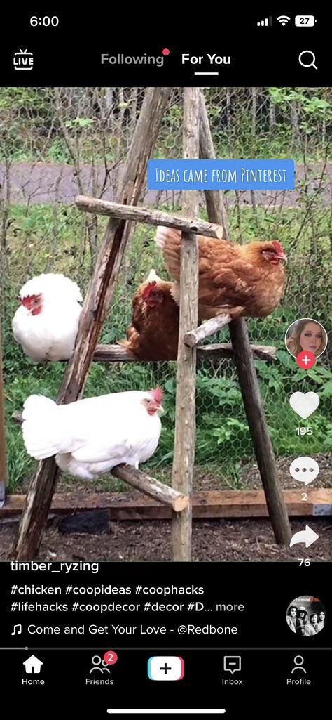 Chicken Bicycle Wheel, Chook Pen, Chicken Farmer, Chicken Tractor, Chicken Farming, Chicken Ideas, Backyard Chicken Farming, Farm Stuff, Homestead Living