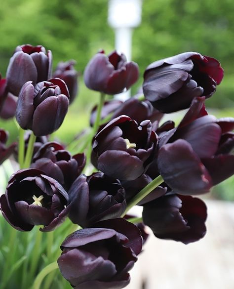 Queen Of The Night Tulip Aesthetic, Tulips Queen Of The Night, Queen Of The Night Tulip Bouquet, Queen Of Night Tulip, Black Tulip Meaning, Tulip Queen Of The Night, Queen Of The Night Tulip, Dark Tulips, Floral Herbs