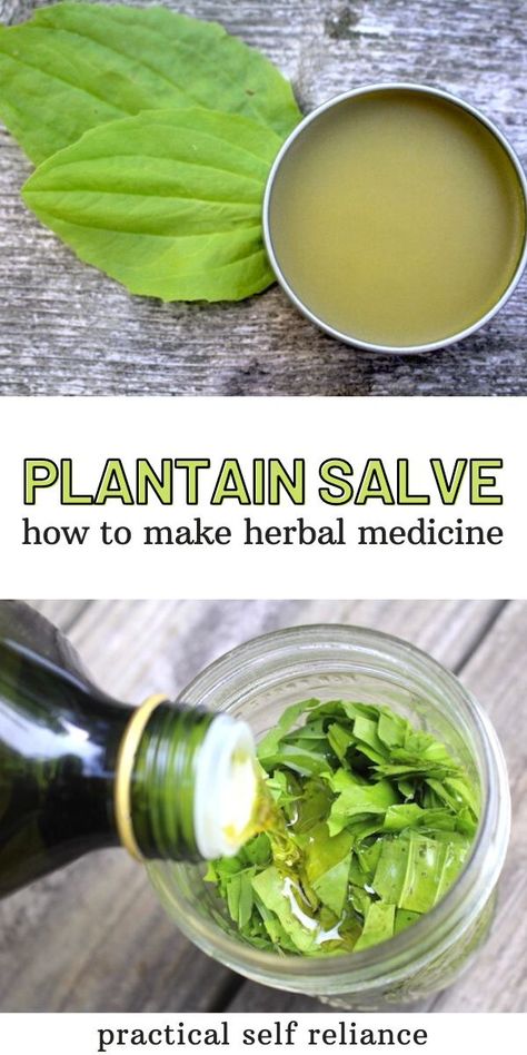 Plantain Herb Recipes, Herbal Healing Salve Recipe, Plantain Salve Recipe, Herbal Salves Recipes, Plantain Benefits, Tincture Recipes, Diy Salve, Herbal First Aid Kit, Plantain Salve