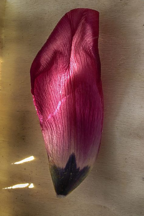 https://flic.kr/p/Tz25dH | Tulip petal Tulip Petals, Tulips, Nature Photography, Sunflower, Flowers, Photography, Design, Art, Nature