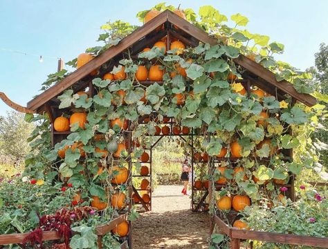 Garden Board, Edible Gardening, Dreamy Garden, Pumpkin Patches, Veg Garden, Food Garden, Vegetable Garden Design, Dream Girl, Green House