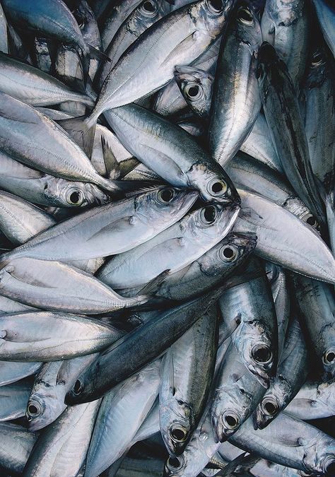 The Malé Fish Market is the commercial epicenter of arguably the country’s most important industry: fishing. Located along the inner harbor on the north side of the island, just west of Republic Square and a mere two blocks away from the local market, the vibrant, bustling fish market is the soul of Malé, the hub of commercial activities, and is always overcrowded with people. Fresh Fish Photography, Fish Food Photography, Fish Photography, Trash Art, Fish Food, Fish Market, Printed Backgrounds, Fresh Fish, Fish Painting