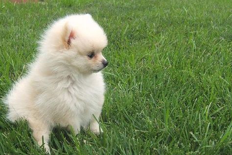 shih-tzu-and-pomeranian-mix-4 White Pomeranian Puppies, White Pomeranian, Pomeranian Mix, Japanese Spitz, Pomeranian Puppies, Shih Tzu Mix, Cheap Dogs, Pomeranian Puppy, Dogs For Sale