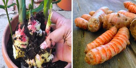 How To Grow An Endless Supply of Anti-Inflammatory Turmeric, Ginger and Garlic at Home! | Live Love Fruit Plants Ideas Indoor, Grow Turmeric, Growing Ginger, Indoor Grow, Trendy Plants, Plants Ideas, Growing Veggies, Hydroponic Gardening, Growing Indoors