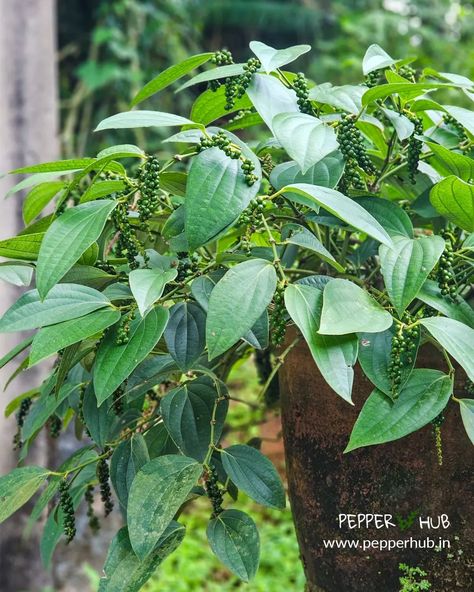 That's a 3-4 years old Bush Pepper plant. Get black pepper all over the season with Bush pepper plants for your home. Buy Bush Pepper Plants online https://www.pepperhub.in/product/bush-pepper-panniyur/ #bushpepperplants #bushpepper #blackpepper #spice #farming #kitchen #kitchengarden #homegarden #plantsforsale #plantsplantsplants Pepper Plant, Pepper Plants, Plant Sale, Kitchen Garden, Black Pepper, Home And Garden, Stuffed Peppers, Plants, Quick Saves