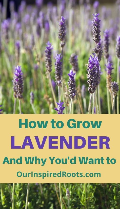 Want to improve your health with the amazing benefits of lavender? This herb is a staple in my garden for its many uses. Learn how awesome it is and how to grow it now. You can grow lavender indoors, in pots, and outdoors in your herb garden. #lavender #herbs When To Plant Lavender, Growing Lavender From Seed, Lavender Plant Care, Lavender Care, How To Propagate Lavender, Grow Lavender, Beginners Garden, Best Herbs To Grow, Potted Lavender