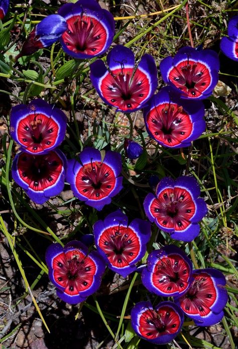 Strange Flowers, Weird Plants, Unusual Plants, Unusual Flowers, Most Beautiful Flowers, Rare Flowers, Pretty Plants, Unique Flowers, Exotic Plants