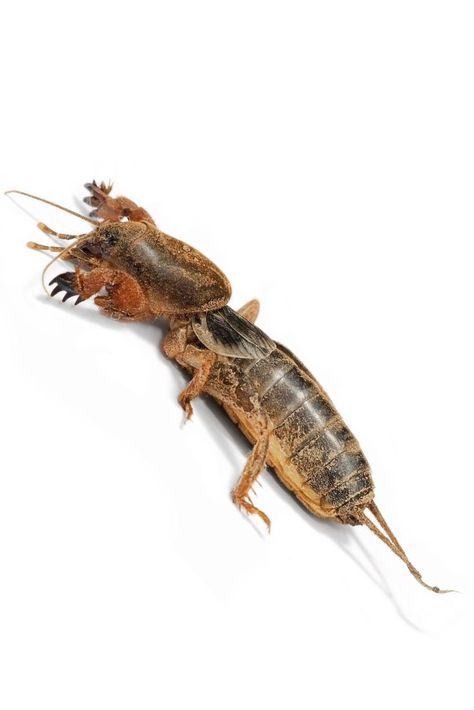 #Gryllotalpa gryllotalpa #Insect Common name: European mole cricket / This insect acts as a mole and builds tunnels that disturbs the soil. Is a pest in the area where the population grows to much, because is damages cereals, legumes, perennial grasses, potatoes, vegetable crops, beet, sunflower, tobacco, hemp, flax and strawberry. As a control measures is indicated the deep autumn plowing, treatments of the soil between rows of crops, trapping during the winter. European Mole, Mole Cricket, Red Moles, Integrated Pest Management, Perennial Grasses, Deep Autumn, Pest Management, Workout Pictures, Healthy Vegetables