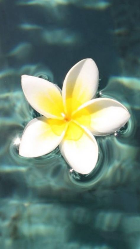 Plumeria Floating On Pool #iPhone #5s #Wallpaper Iphone 5s Wallpaper, Iphone 5 Wallpaper, Ipad Wallpapers, Plumeria Flowers, Flowery Wallpaper, Summer Backgrounds, Ocean Wallpaper, Tumblr Photography, Hawaiian Flowers