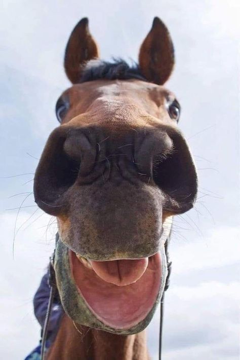 A Horse, Close Up, In Love