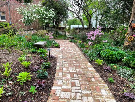 Dodie’s Alabama Garden - FineGardening American Boxwood, Garden Full Of Flowers, Thuja Green Giant, Fine Gardening Magazine, Backyard Gardens, Hydrangea Quercifolia, Dreamy Garden, Oakleaf Hydrangea, Fine Gardening