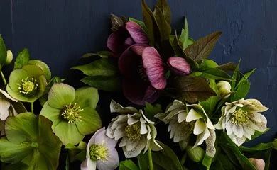 Lenten Rose, Container Gardening Flowers, Flower Garden Design, Winter Rose, Floral Photography, Raised Beds, Types Of Flowers, Blooming Flowers, Shade Garden