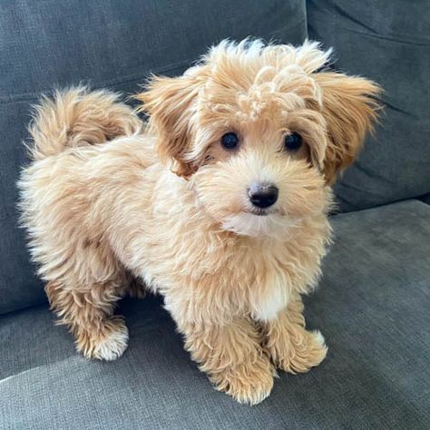 Here Are the 16 Coton de Tulear Mix Breeds 11 Coton De Tulear Puppy, Coton De Tulear Dogs, Lovers Tattoo, Mixed Breed Puppies, English Dogs, Tattoos For Dog Lovers, Coton De Tulear, Havanese Dogs, Helpful Things