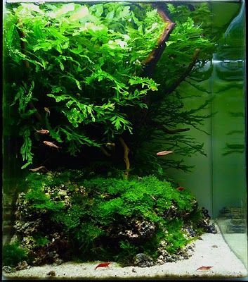 Betta Aquarium, Aquarium Terrarium, Nano Aquarium, Shrimp Tank, Aquarium Landscape, Betta Tank, Nature Aquarium, Aquascape Aquarium, Betta Fish Tank