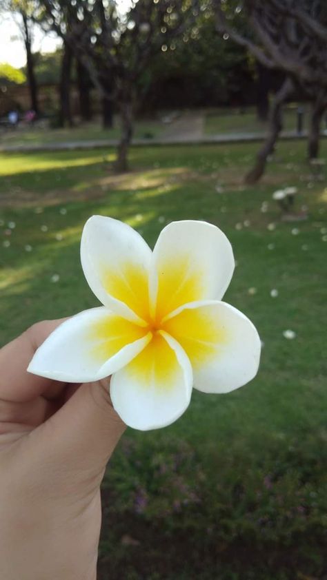 Plumeria alba flower Plumeria Alba, Plumeria Flowers, Flowers Purple, Purple, Plants, Flowers