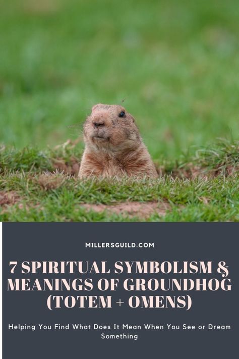 7 Spiritual Symbolism & Meanings of Groundhog (Totem + Omens) Groundhog Spiritual Meaning, Animals Symbolism, Totem Animals, Animal Meanings, Strive For Success, Sign Meaning, Animal Help, Your Higher Self, Animal Symbolism