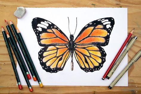 How to Draw a Monarch Butterfly – Realistic Drawing Tutorial How To Draw A Monarch Butterfly, Colored Pencil Butterfly, Butterfly Realistic Drawing, Monarch Drawing, Monarch Butterfly Outline, Realistic Butterfly Drawing, Draw A Monarch Butterfly, Realistic Drawing Tutorial, Monarch Butterfly Drawing