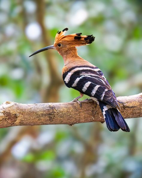 The 𝙀𝙪𝙧𝙖𝙨𝙞𝙖𝙣 𝙝𝙤𝙤𝙥𝙤𝙚 (𝘜𝘱𝘢𝘱𝘢 𝘦𝘱𝘰𝘱𝘴) is an unmistakable rufous-coloured bird found across Europe, Asia, and Africa. It is known for its distinctive crown of feathers, which it can raise or lower at will. A common sight in many parts of the world and is considered to be a symbol of good luck in some cultures. The name Hoopoe is also a phononyn, meaning it is named based on the sounds/songs it makes. Surprisingly, this way of naming birds is not very common inspite of the fact that birds are so m... Eurasian Hoopoe, Sound Song, Best B, Animals Of The World, Bird Lovers, Good Luck, Feathers, Birds, Crown