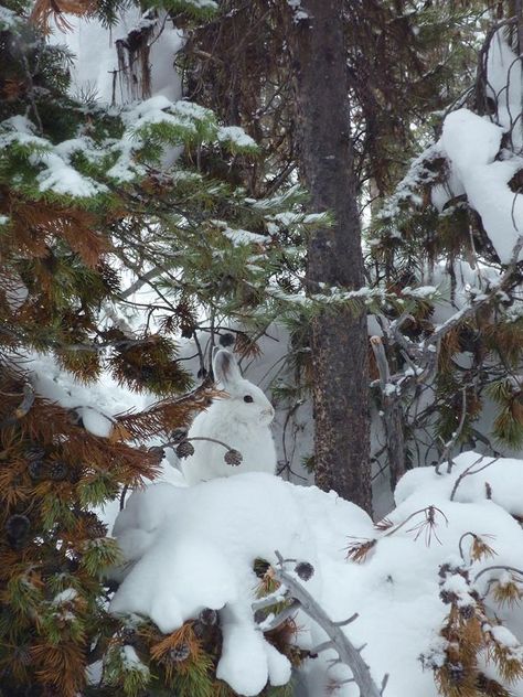 snowshoe rabbit Snowshoe Rabbit, I Love Snow, Some Beautiful Pictures, Winter Fairy, Winter Nature, Winter Animals, Winter Scenery, Winter Magic, Photography Pictures